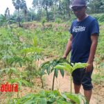 Porang Tanpa Subsidi