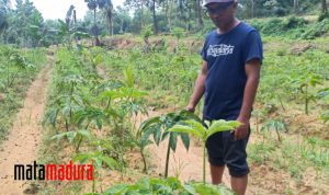 Porang Tanpa Subsidi