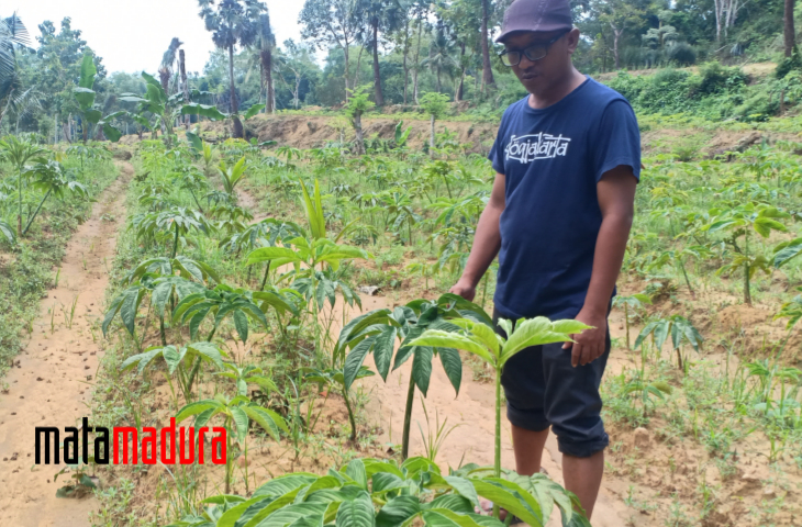 Porang Tanpa Subsidi
