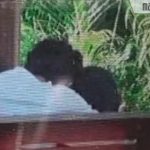 Waktu Ngabuburit, Ada Sejoli Berbuat Mesum di Taman Tajamara Kota Sumenep