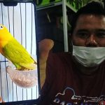 Tukar Mobil CRV dengan Burung Love Bird