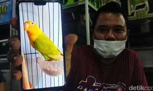 Tukar Mobil CRV dengan Burung Love Bird