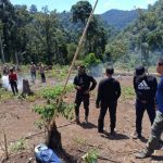 Polri Musnahkan 7 Hektare Ladang Ganja Bernilai Ratusan Miliar di Gunung Leuser