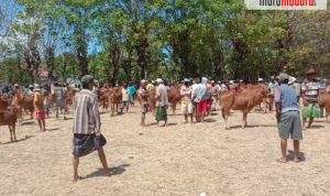 Pedagang Sapi di Pulau Sapudi Sumenep Terbelah, Sebagian Bikin Pasar Sendiri