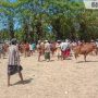 Pedagang Sapi di Pulau Sapudi Sumenep Bikin Pasar Sendiri