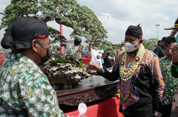 Kontes Khusus Bonsai Cemara Udang