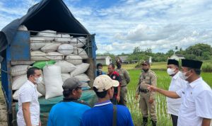 PD Sumekar Serap Gabah Petani Sumenep
