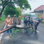 Pohon Tumbang