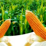 Mumpung Panen, Jangan Sampai Tidak Makan Jagung, Ini 10 Manfaatnya bagi Tubuh