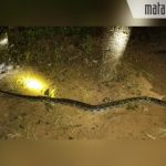 Sepuluh Menit Setelah Listrik Padam, Warga Grujugan Heboh karena Kemunculan Hewan Ini