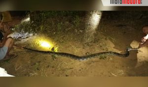 Sepuluh Menit Setelah Listrik Padam, Warga Grujugan Heboh karena Kemunculan Hewan Ini