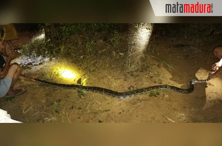Sepuluh Menit Setelah Listrik Padam, Warga Grujugan Heboh karena Penemuan Ular Ini