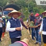 Dinas Ketahanan Pangan dan Pertanian Sumenep Sukses Panen Raya Bawang Merah