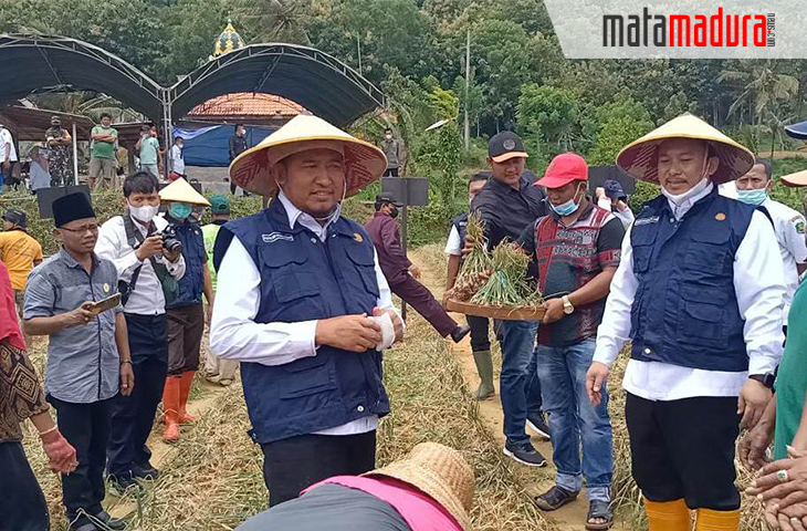 Dinas Ketahanan Pangan dan Pertanian Sumenep Sukses Panen Raya Bawang Merah