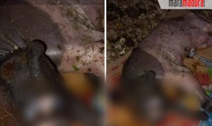 Viral Wajah Kambing di Sapudi Sumenep Mirip dengan Manusia, Begini Kata Warga