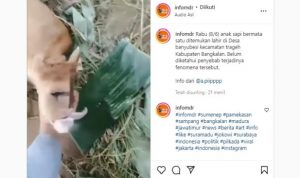 Anak Sapi Lahir Bermata Satu