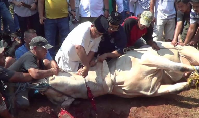 Sapi Kurban