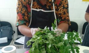 Ini Hasil Terbaru dari Penelitian Daun Kelor