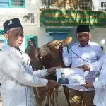 Prabowo Kirim Sapi Kurban ke Sejumlah Ponpes di Madura