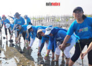 Tanam Mangrove