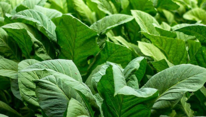 Ingin Daun Tembakau Madura Harum dan Bernilai Tinggi? Inilah Rahasianya