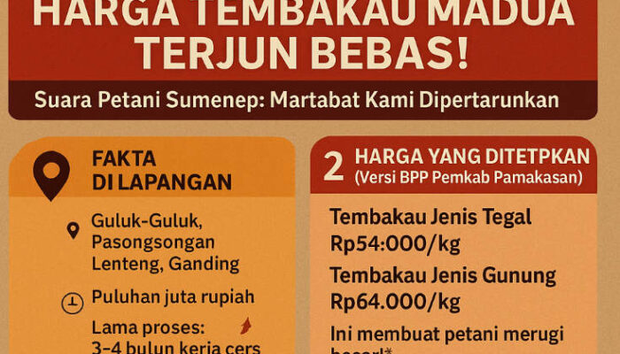 Harga Tembakau Terjun Bebas, Martabat Petani Sumenep Dipertaruhkan!