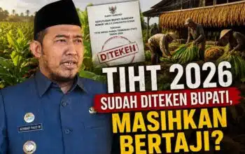 TIHT Sudah Diteken Bupati Sumenep, Berapa Harga Tembakau Yang Diterima Petani?